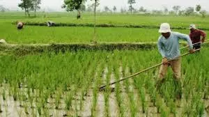 Bupati Konut saat panen padi bersama masyarakat petani sawah