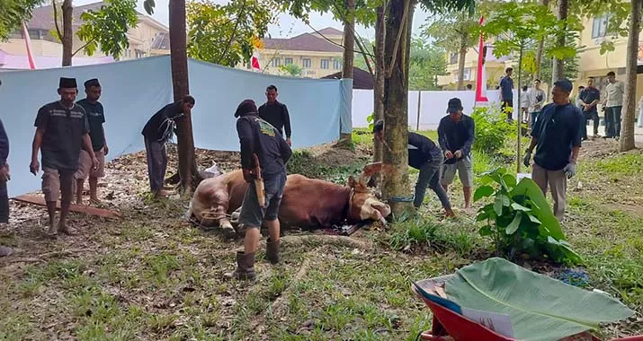 Polda Sultra Sembelih 128 Ekor Sapi Dan 1 Ekor Kambing