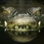 Remaja Wanita di Buteng Diterkam Buaya Saat Menyebrang Kali