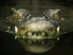 Remaja Wanita di Buteng Diterkam Buaya Saat Menyebrang Kali