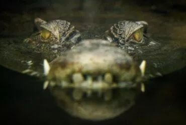 Remaja Wanita di Buteng Diterkam Buaya Saat Menyebrang Kali