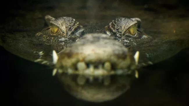 Remaja Wanita di Buteng Diterkam Buaya Saat Menyebrang Kali